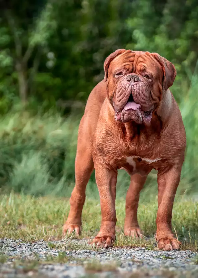 Photo Dogue de Bordeaux #1