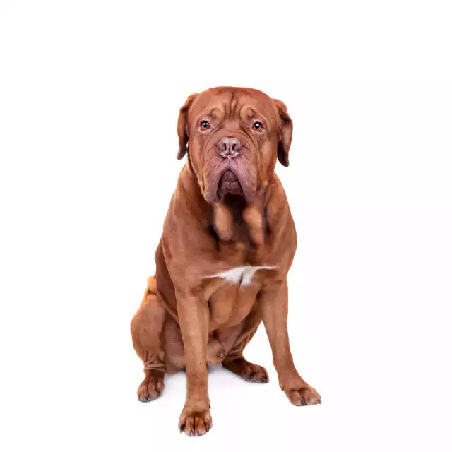 Dogue de Bordeaux