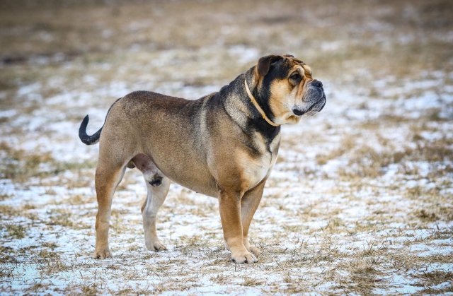 Photo Dogue de Majorque #3