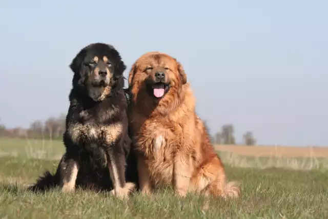 Photo Dogue du Tibet #3