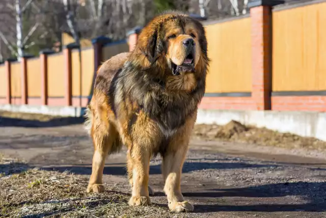 Photo Dogue du Tibet #2