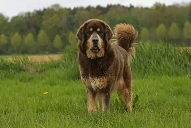 Photo Dogue du Tibet #1