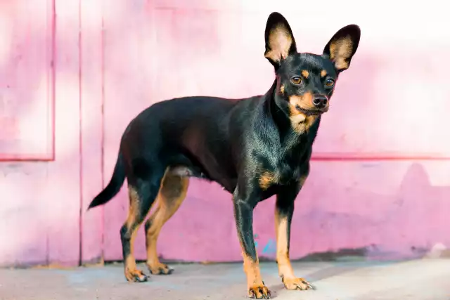 Photo English Toy Terrier #2