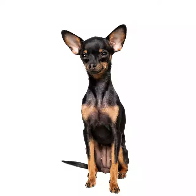 Photo English Toy Terrier