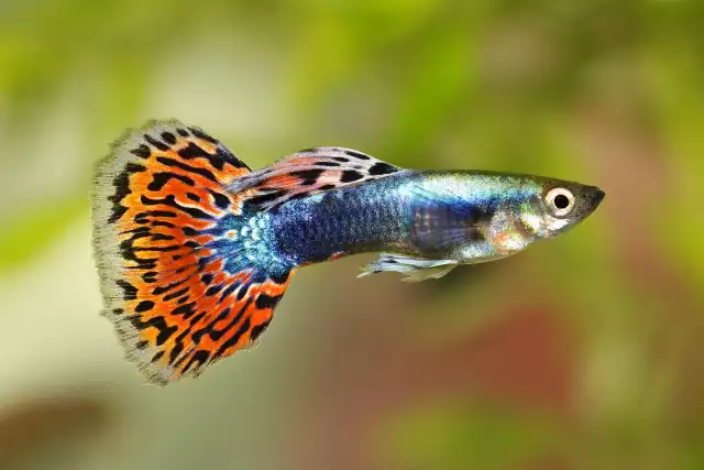 Photo Guppy (Poecilia reticulata) #3