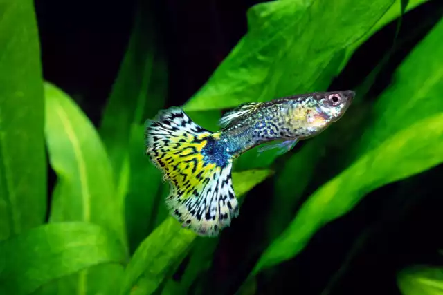 Photo Guppy (Poecilia reticulata) #1