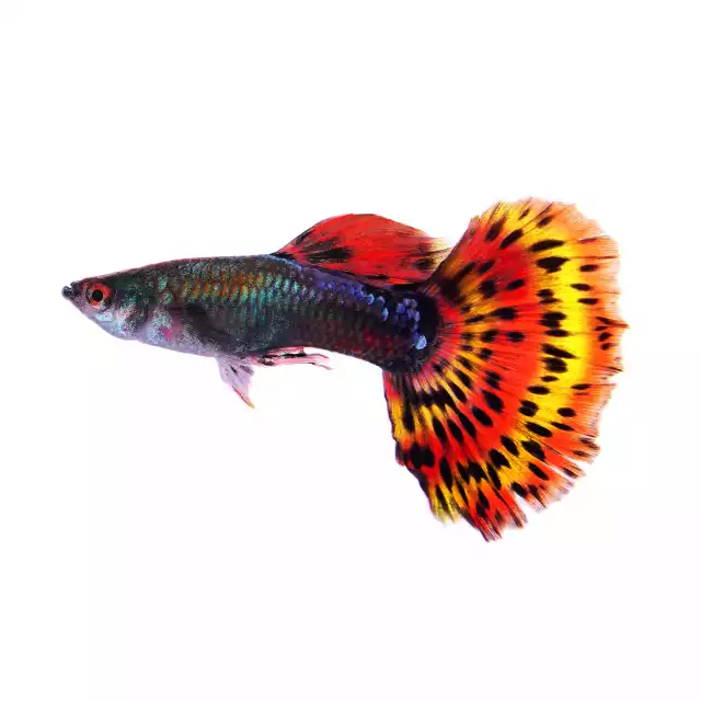 Guppy (Poecilia reticulata)