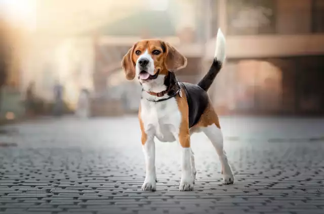 Photo Beagle #3