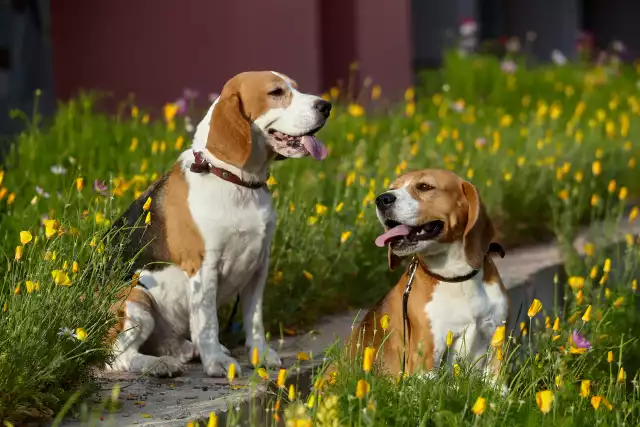 Photo Beagle #3