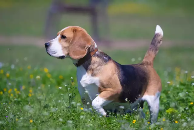 Photo Beagle #2