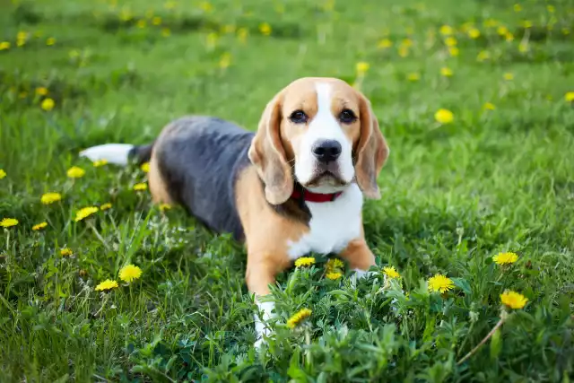 Photo Beagle #1