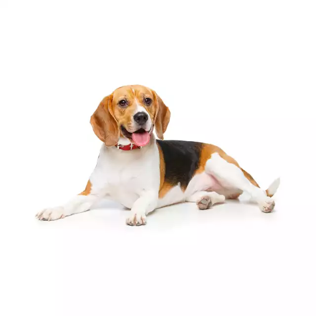 Beagle