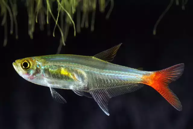 Photo Characin verre à queue rouge (Prionobrama filigera) #3