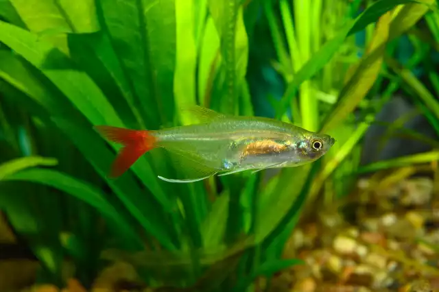 Photo Characin verre à queue rouge (Prionobrama filigera) #2