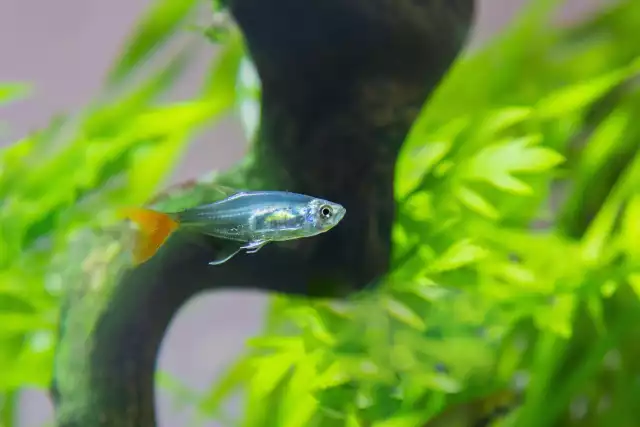 Photo Characin verre à queue rouge (Prionobrama filigera) #1