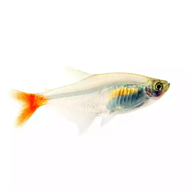 Characin verre à queue rouge (Prionobrama filigera)