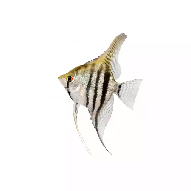 Scalaire altum (Pterophyllum altum)