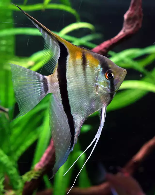 Scalaire (Pterophyllum scalare)