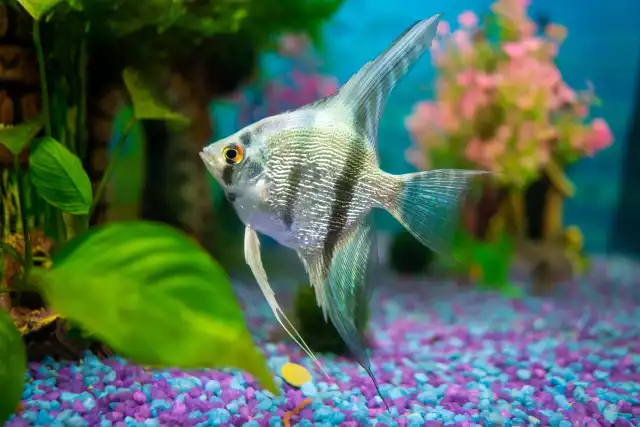 Scalaire (Pterophyllum scalare)