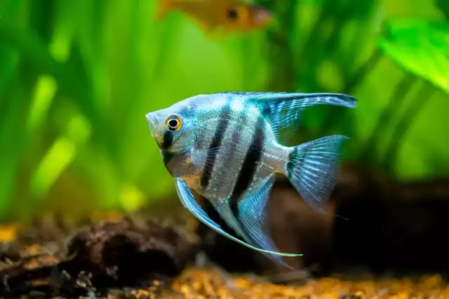 Scalaire (Pterophyllum scalare)
