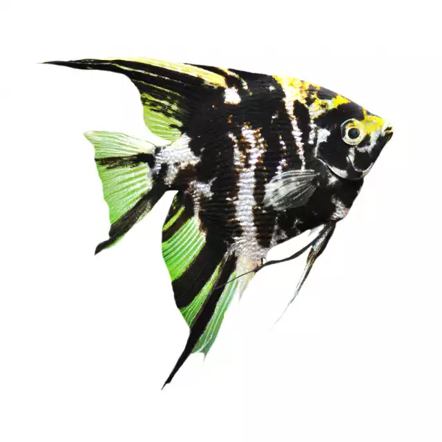 Scalaire