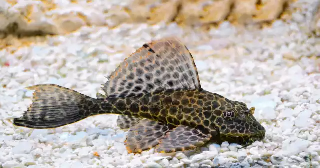 Pléco léopard (Pterygoplichthys gibbiceps)