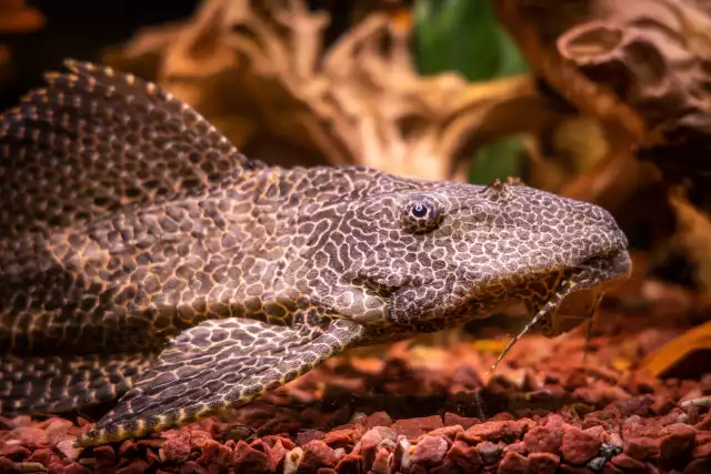 Photo Pléco léopard (Pterygoplichthys gibbiceps) #1