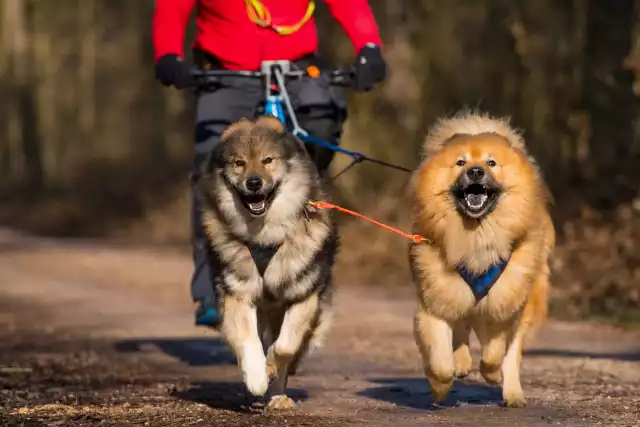 Photo Eurasier #3