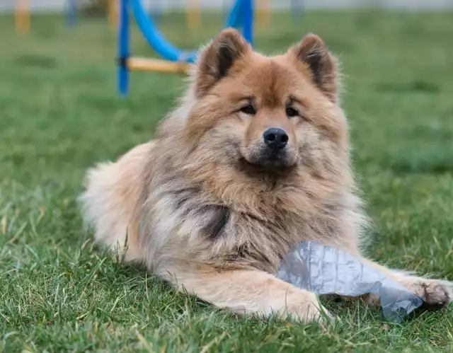 Photo Eurasier #1