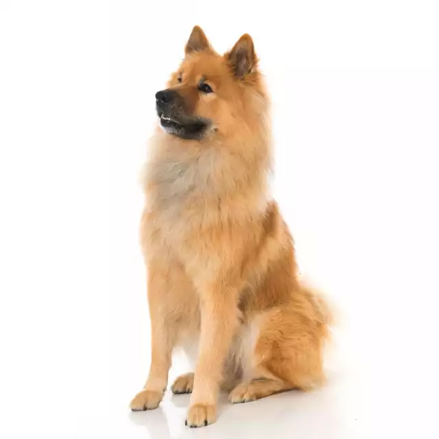 Photo Eurasier