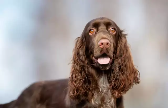 Photo Field-Spaniel #3