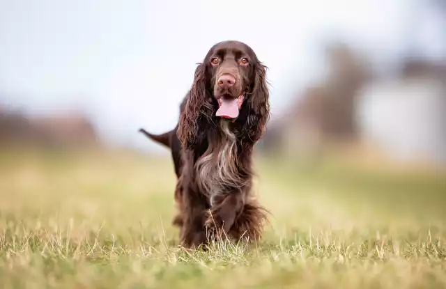 Photo Field-Spaniel #2