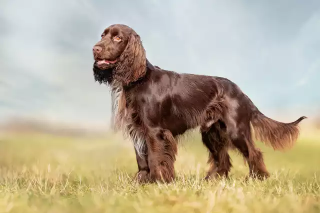 Photo Field-Spaniel #1