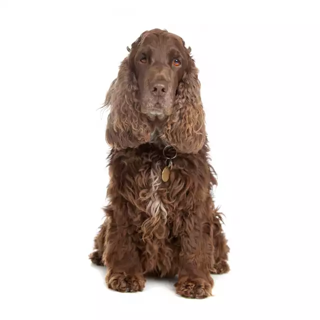 Field-Spaniel