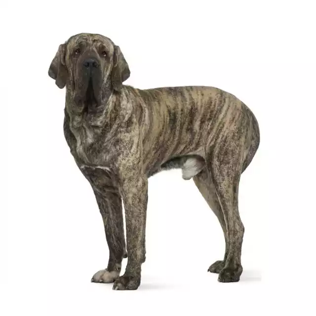 Fila Brasileiro