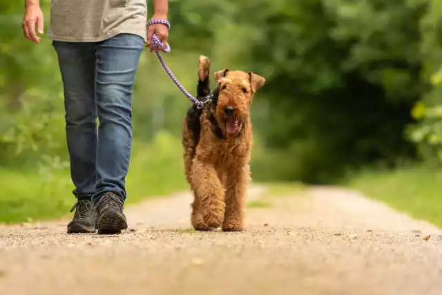 Photo Airedale Terrier #3