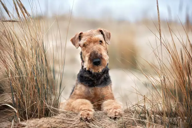 Photo Airedale Terrier #2