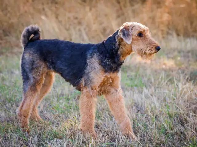 Photo Airedale Terrier #1