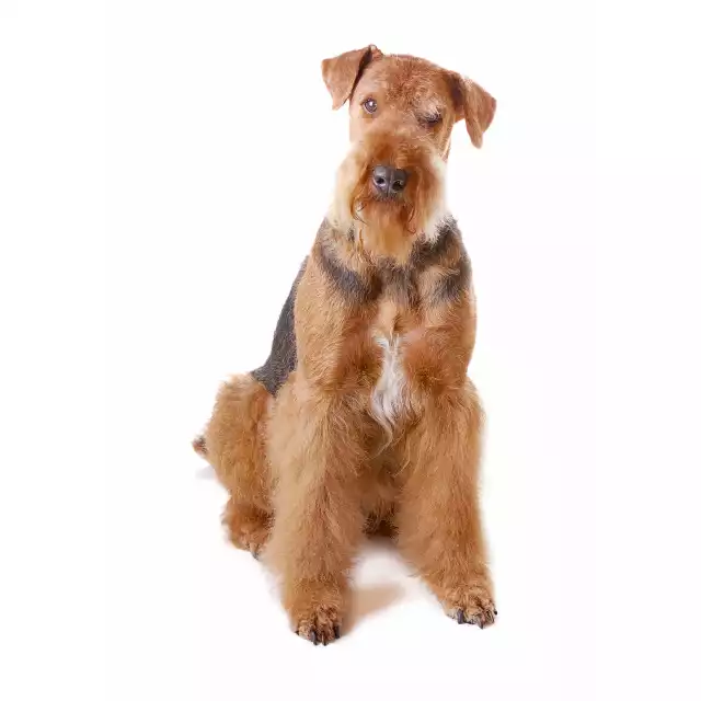 Photo Airedale Terrier