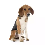 Photo Beagle-Harrier