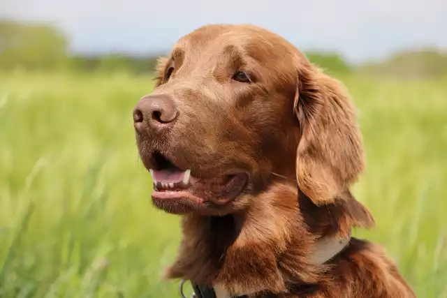 Photo Flat-Coated Retriever #4