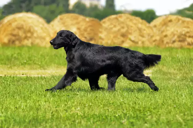 Photo Flat-Coated Retriever #3