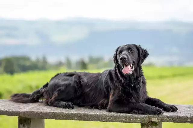 Photo Flat-Coated Retriever #2