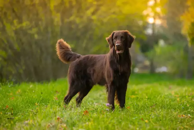 Photo Flat-Coated Retriever #1