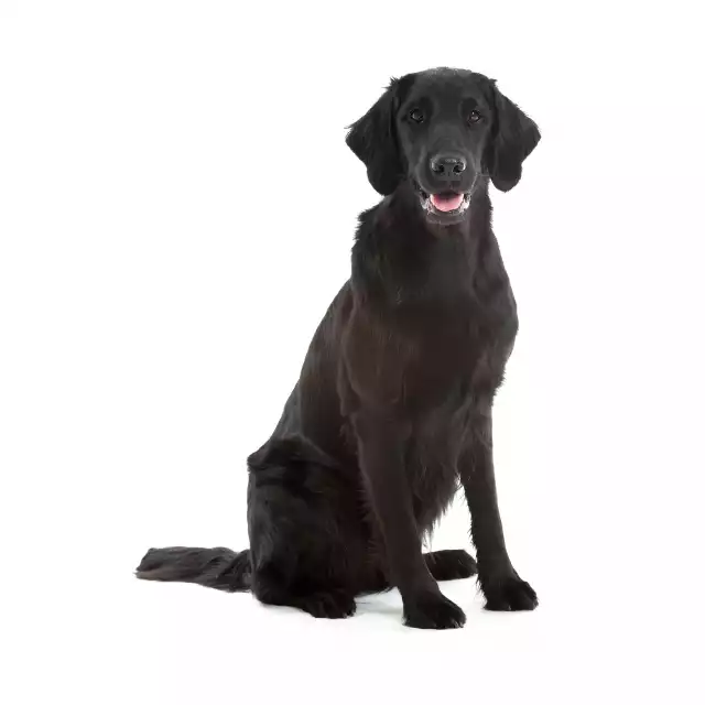 Flat-Coated Retriever