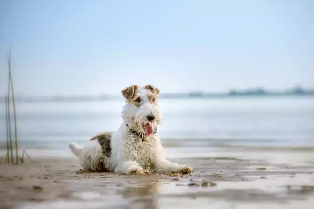 Photo Fox Terrier #5