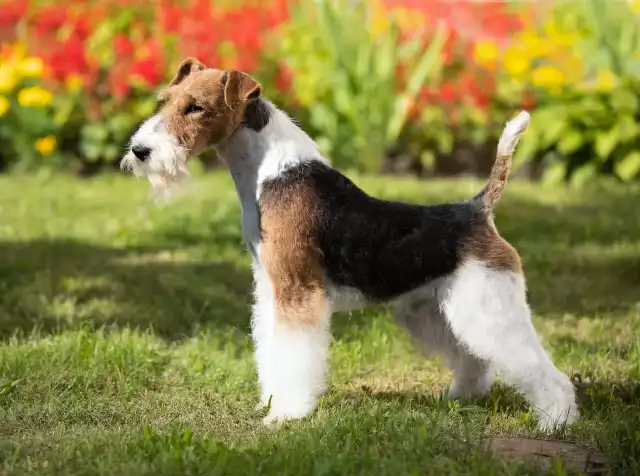 Photo Fox Terrier #4