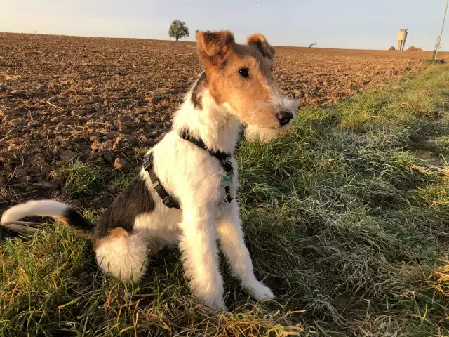 Photo Fox Terrier #3