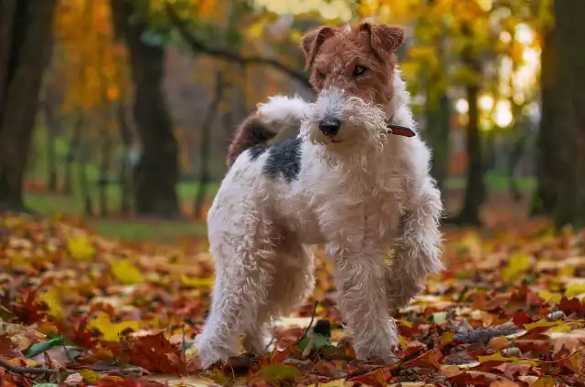 Photo Fox Terrier #1