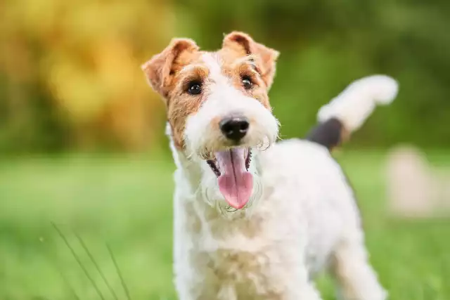 Photo Fox Terrier #1
